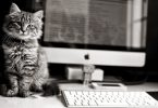 kedilerin bilgisayar sevgisi